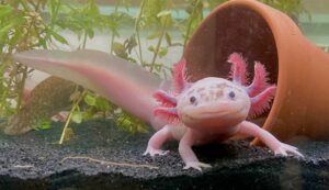 Real Creatures Axolotl