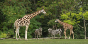 Giraffes - Mammals