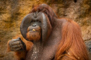 Pongo Orangutans